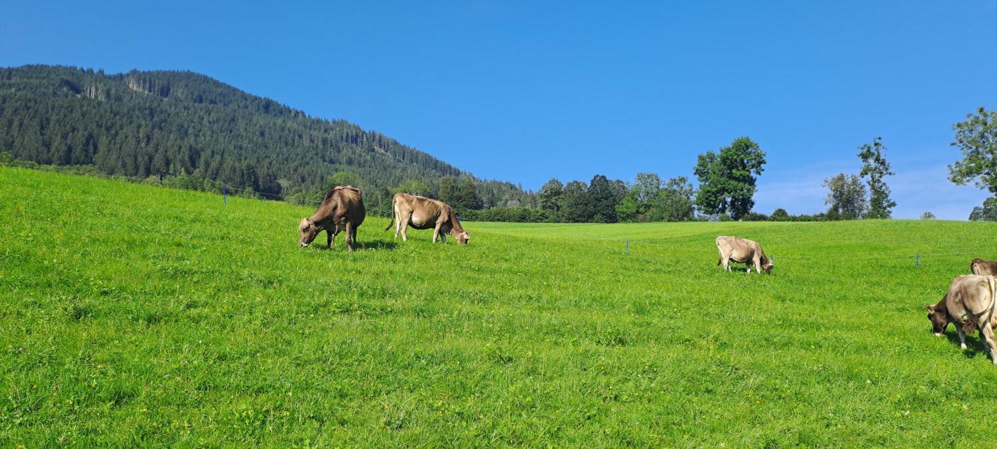 Ferienwohnung Steinernes Meer Maria Alm am Steinernen Meer Dış mekan fotoğraf